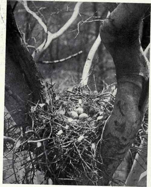 Geo. L. Fordyce NEST AND EGGS OF RED SHOULDERED HAWK