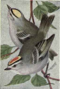 Golden crowned Kinglets