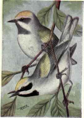 Golden winged Warbler