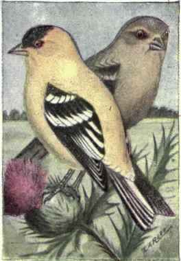 Goldfinch