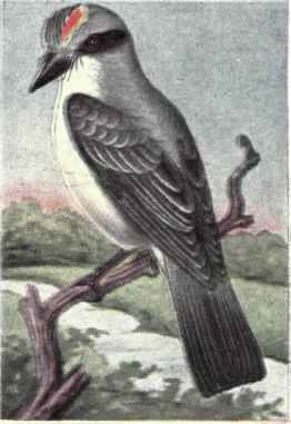Gray Kingbird