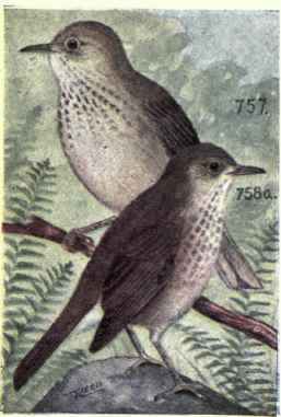 Gray  cheeked Thrush Olive backed Thrush
