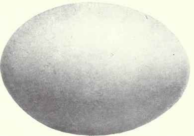 Grayish green