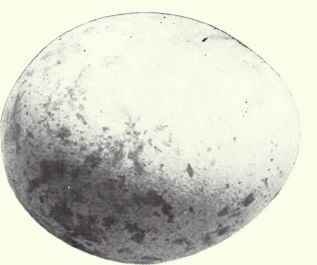 Grayish white