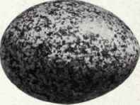 Grayish white