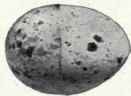 Grayish white