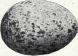 Grayish white