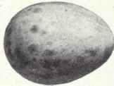 Grayish white
