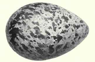 Grayish white.