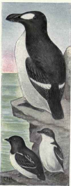 Great Auk Dovekie