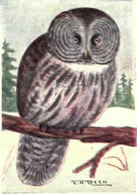 Great Gray Owl