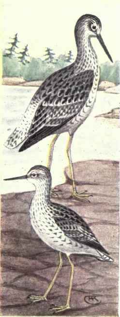 Greater Yellow legs. Yellow legs.