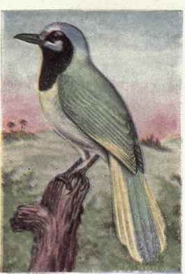Green Jay