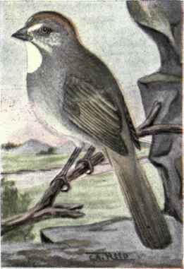 Green tailed Towhee