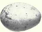 Greenish white