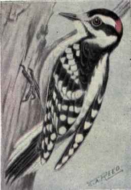 Hairy Woodpecker