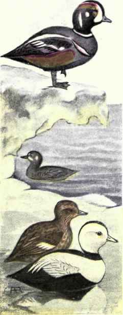 Harlequin Duck. Labrador Duck