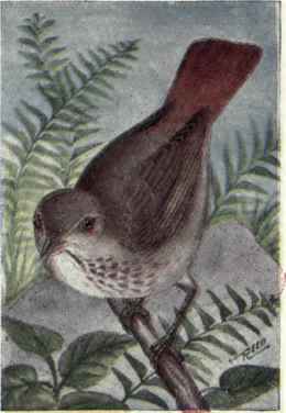 Hermit Thrush