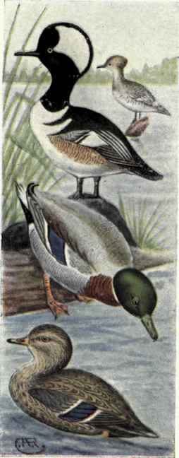 Hooded Merganser Mallard