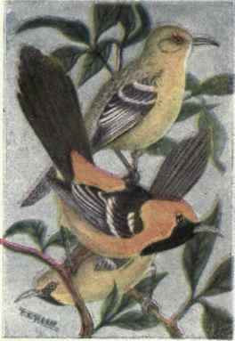 Hooded Oriole