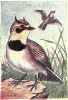 Horned Lark