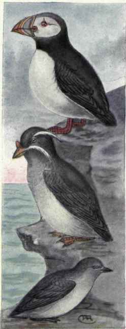 Horned Puffin Rhinoceros Auklet Cassin Auklet