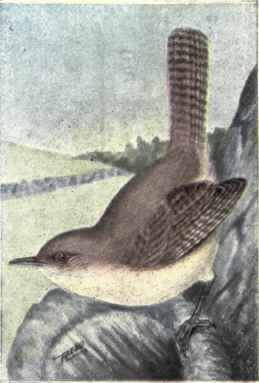 House Wren