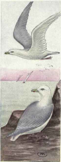 Iceland Gull Glaucous winged Gull