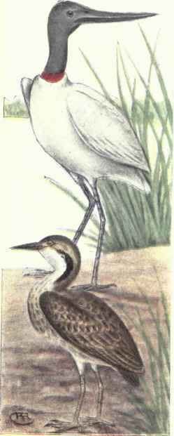 Jabiru Bittern