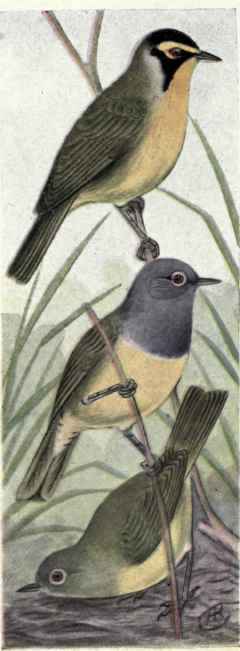 Kentucky Warbler Connecticut Warblers