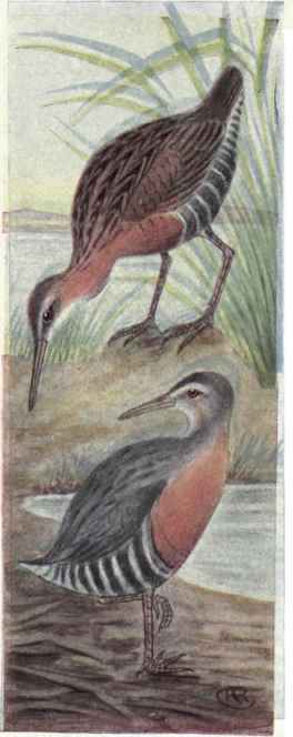 King Rail. Clapper Rail.