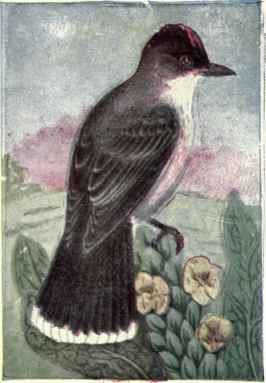 Kingbird