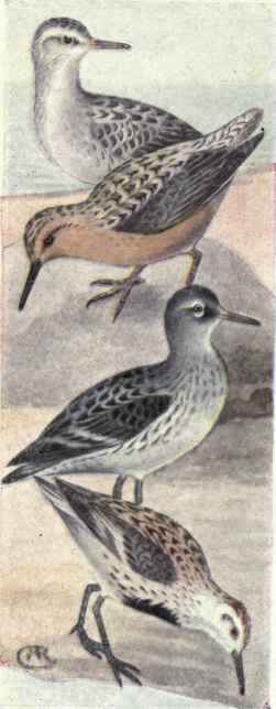 Knot. Purple Sandpiper.