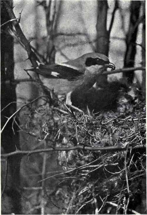 LOGGERHEAD SHRIKE AND NEST