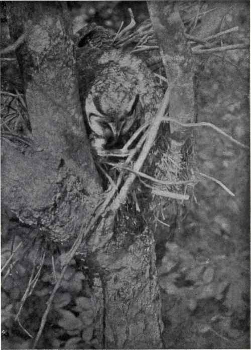 LONG EARED OWL ON NEST L. S. Horton