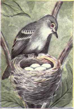 Least Flycatcher