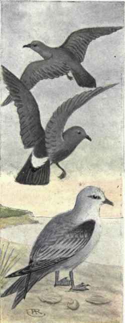 Least Petrel. Stormy Petrel. Forked tailed Petrel