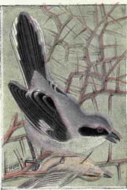 Loggerhead Shrike