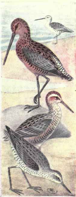 Long billed Dowitcher.