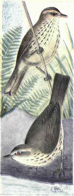 Louisiana Water Thrush Water Thrush