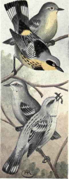 Magnolia Warblers. Cerulean Warblers
