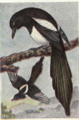 Magpie