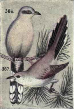 Mangrove Cuckoo Yellow billed Cuckoo