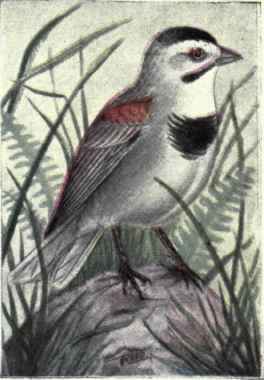McCown's Longspur