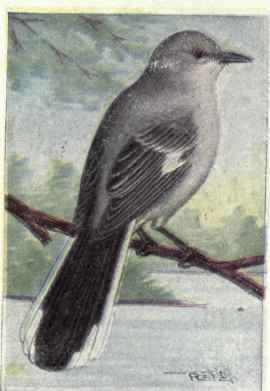 Mockingbird