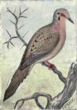 Mourning Dove
