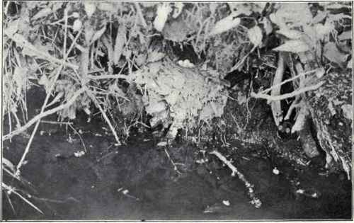 NEST AND EGGS OF LOUISIANA WATER THRUSH