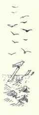 NEST AND EGGS OF MEADOWLARK R. H. B. Beebe