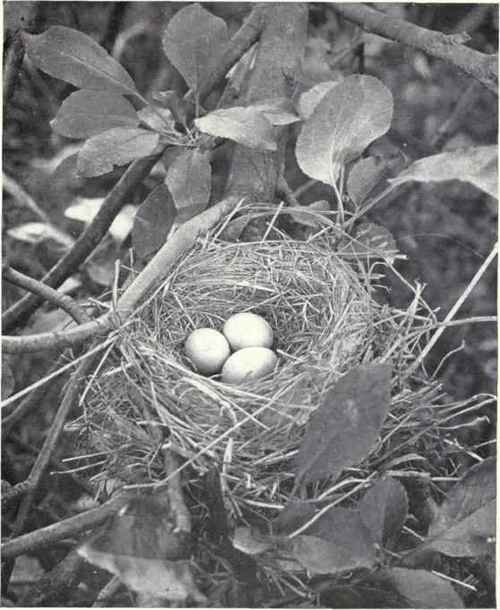 NEST AND EGGS OF ROBIN J. B. Pardoe