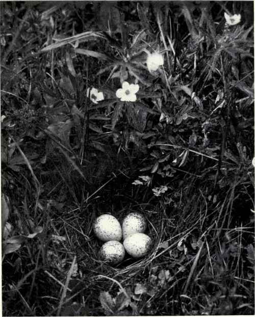 NEST AND EGGS OF UPLAND PLOVER